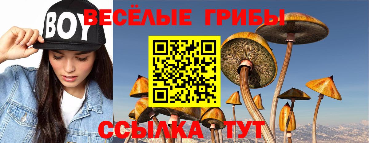 Выборг  Галлюциногенные грибы Psilocybe  Вход с VPN 